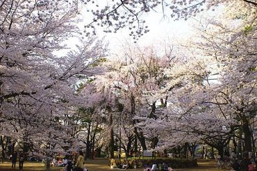 【周辺】　春は大宮公園でお花見はいかが？